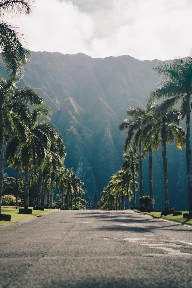 29 Pros and Cons of Living in Hawaii From an Expat 6 Road in Hawaii with palm trees on either side and a mountainous volcano at the end of it