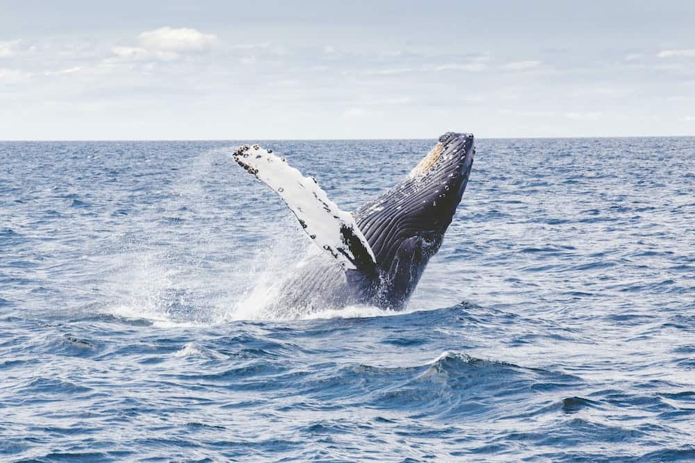 When is winter in New Zealand? (& Should You Visit?) 9 Humpback whale breaching the ocean, like the kind you can see in Kaikoura on a whale watching tour