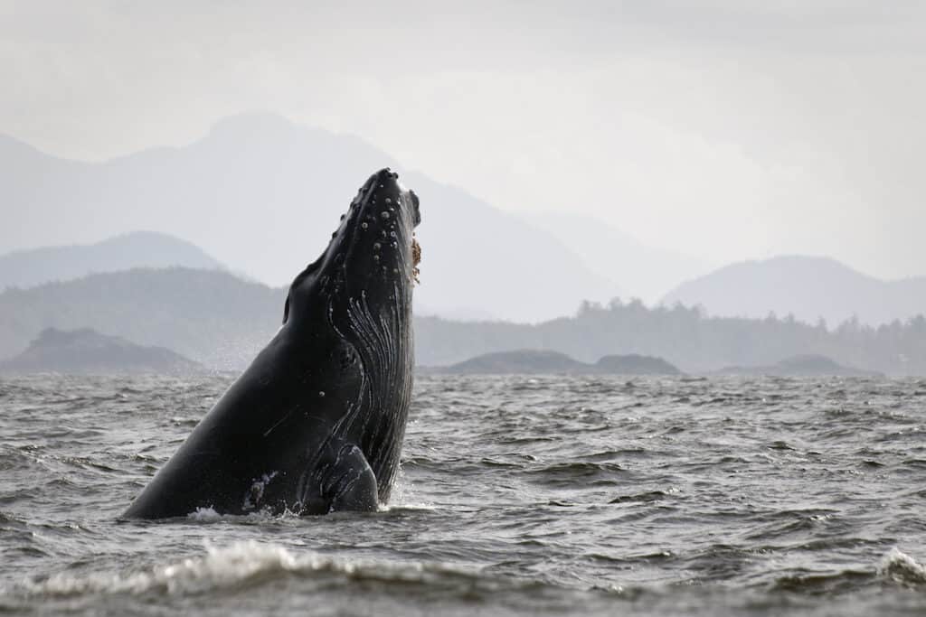 7 Best Whale Watching Tours in Vancouver Canada 2024 9 humpback whale breaching the water with his face
