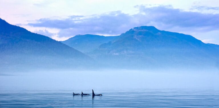 7 Best Whale Watching Tours in Vancouver Canada 2024 5 best whale watching in vancouver canada