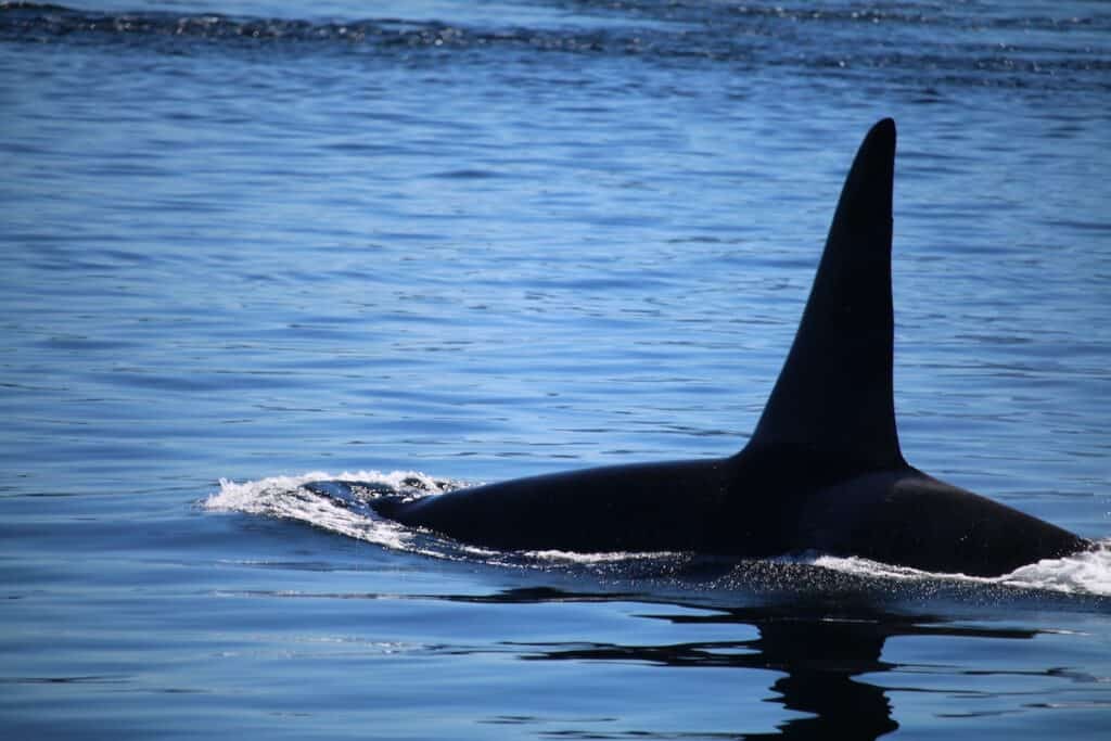 9 Best Whale Watching Tours in Newfoundland 2024 4 orca whale