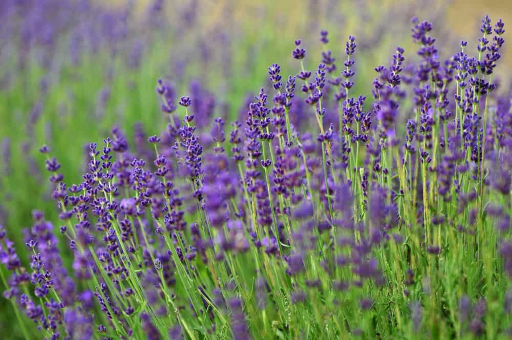 35 Best Things To Do in Prince Edward County in 2024 10 prince edward county lavender