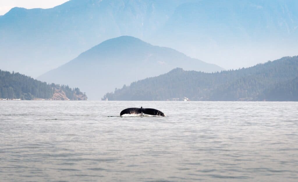 7 Best Whale Watching Tours in Vancouver Canada 2024 11 Blue whale tail dipping into the water in front of the Vancouver mountains