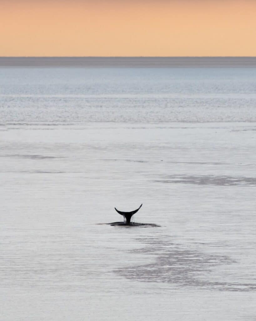 7 Best Whale Watching Tours in Vancouver Canada 2024 4 Blue whale tail above water in front of the sunset in Vancouver Canada