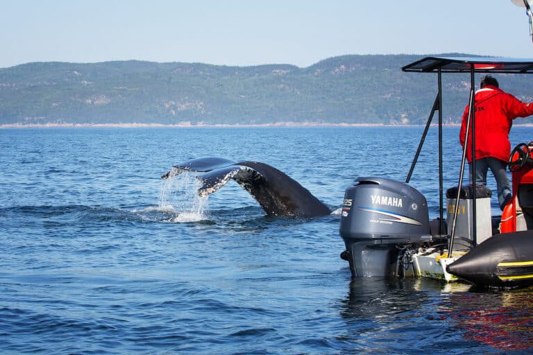 Best Whale Watching Tadoussac Quebec