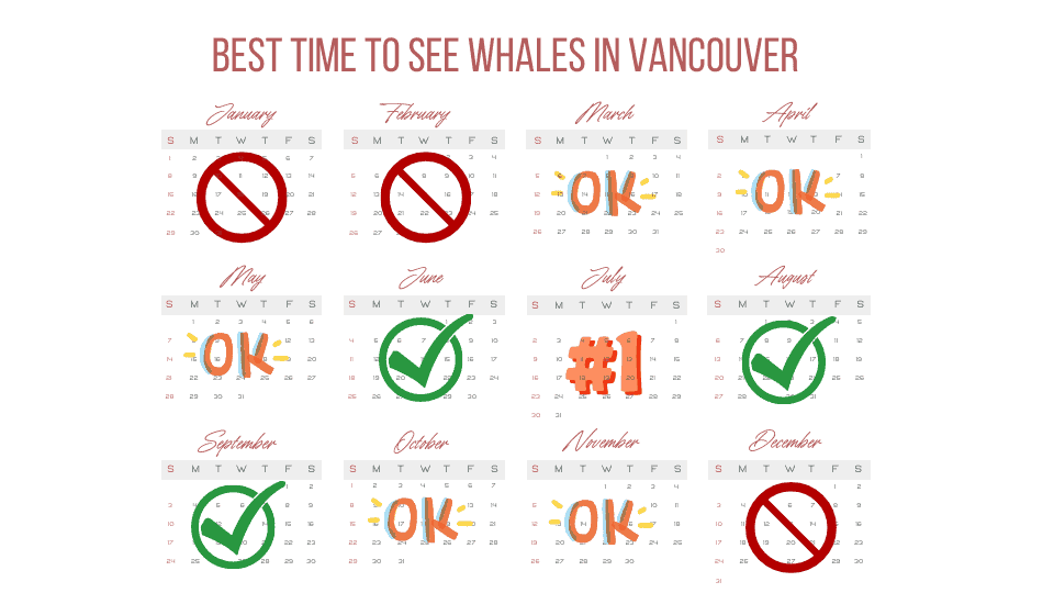 7 Best Whale Watching Tours in Vancouver Canada 2024 8 best time of year to see whales in vancouver canada infographic