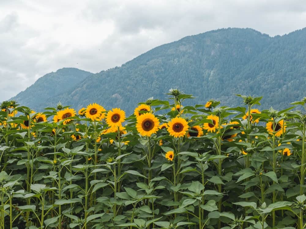 37 Best Day Trips From Vancouver, Canada 2024 10 chilliwack british columbia sunflowers