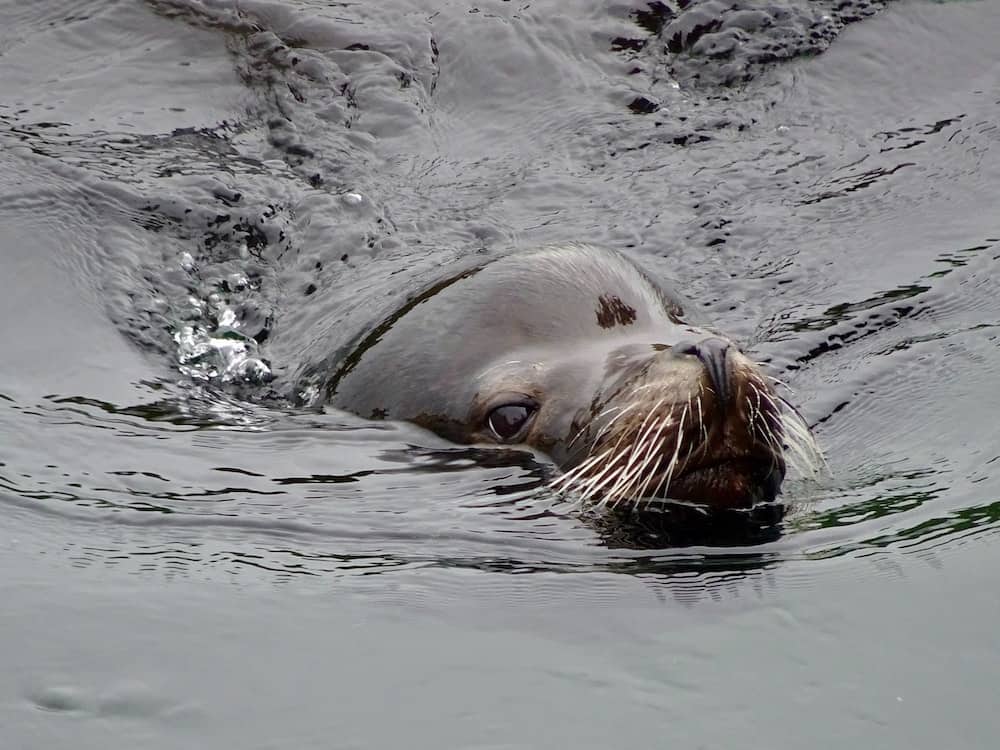 29 Best Things to Do in Ucluelet, BC 11 sea lion ucluelet swimming