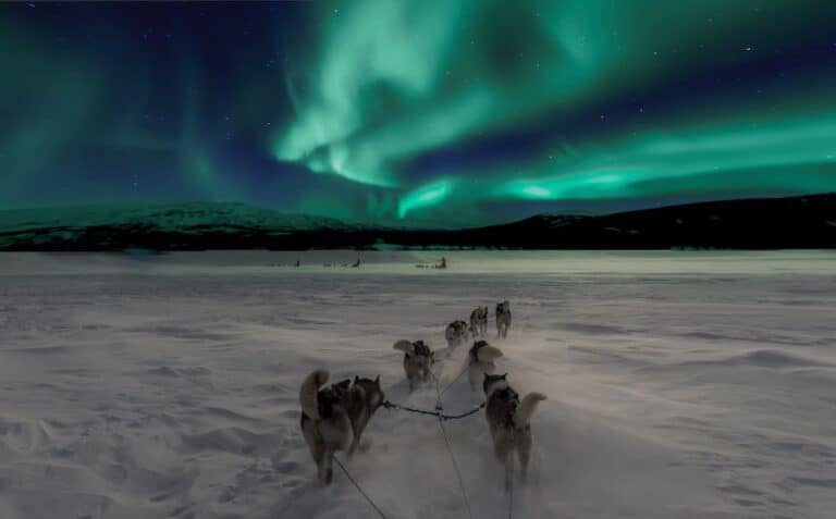 6 Best Dog Sledding Yukon Tours (2024) 8 6 Best Dog Sledding Yukon Tours (2024)