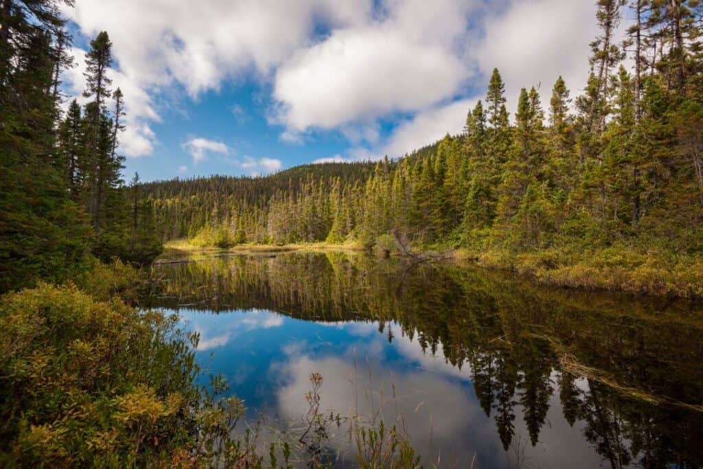 11 Epic Sites for Backcountry Camping in Canada (2024) 4 Gaspesie National Park in Quebec with pine trees framing a reflective river with a cloudy sky above. The shores of this river are great for backcountry camping in Canada.