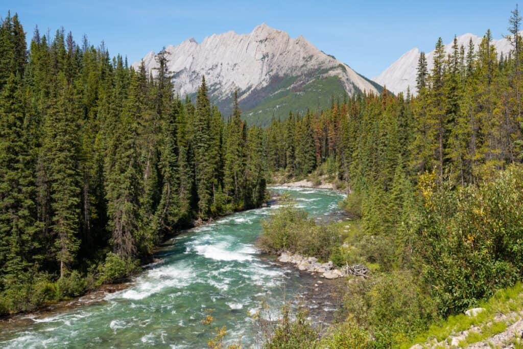 11 Epic Sites for Backcountry Camping in Canada (2024) 9 Jasper National Park with green pine trees and a rushing river through the middle. There is a Rocky Mountain in the background with grey peaks.