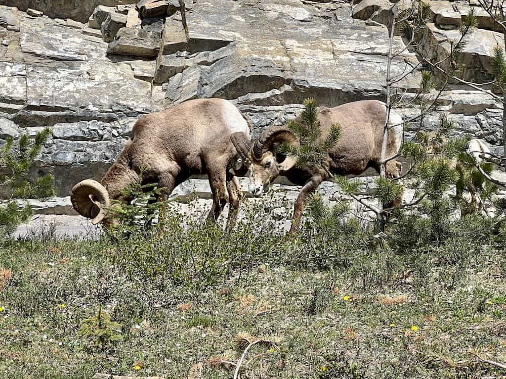19 Best Stops on the Jasper to Lake Louise Drive 5 Bighorn sheep grazing on grass near Lake Louise