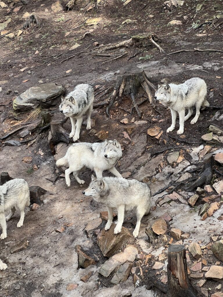 Pack of grey wolves waiting expectantly for food from keeper from observatory platform at parc omega