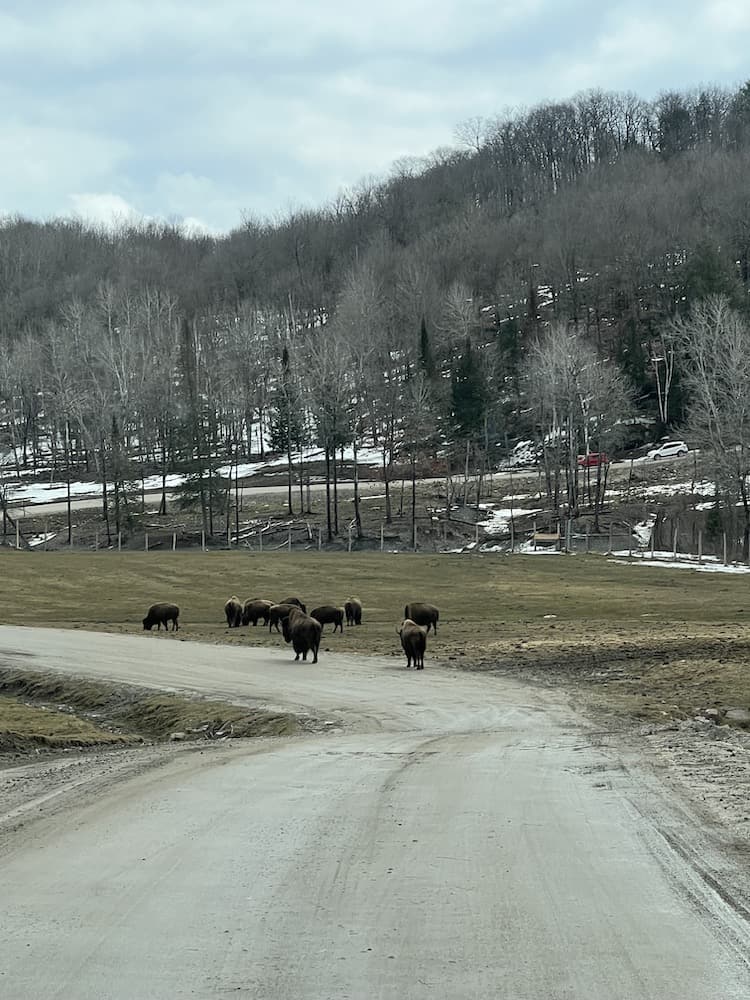 Herd of bison at Parc Omega on a dirt road grazing on grass