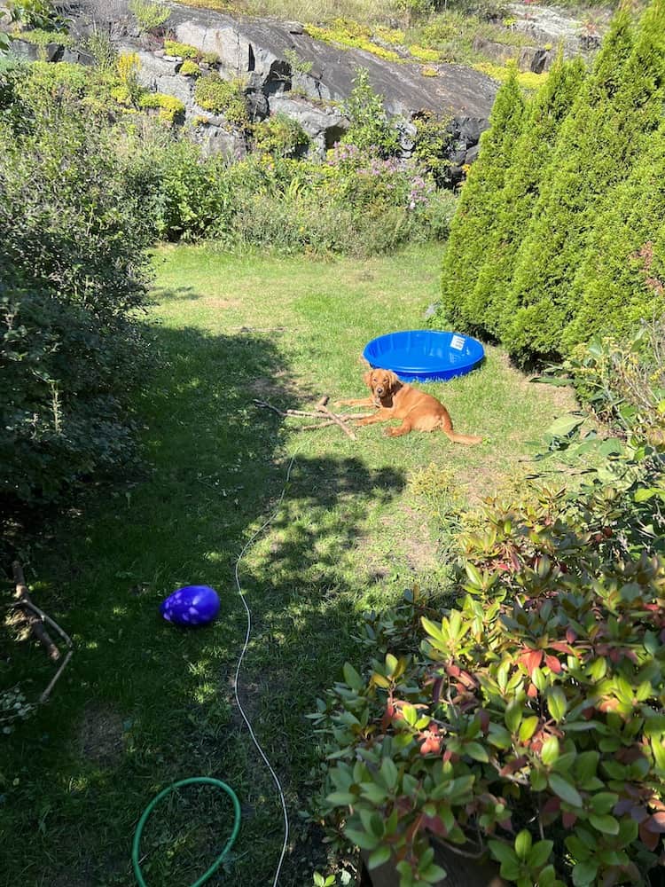 What is the Cost of Living in Ottawa? (2024 Local's Guide) 2 Golden retriever lying in a backyard with sticks and a kid's pool in the background.