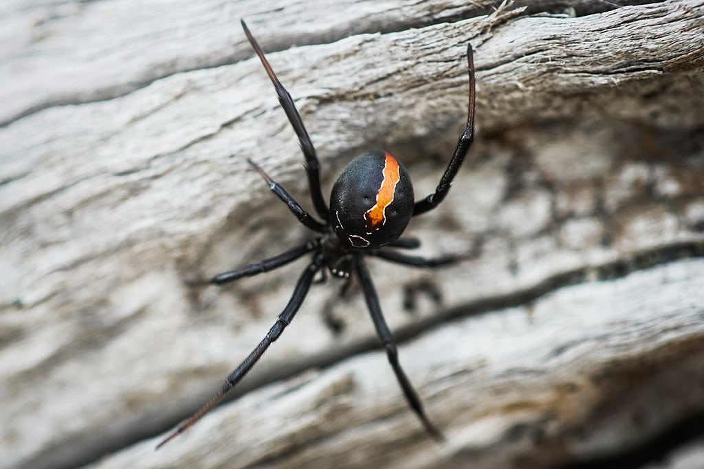 Are there crocodiles in New Zealand? & Dangerous Animals 3 katipo spider