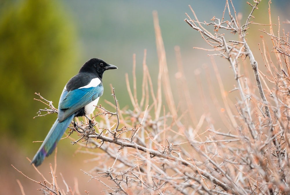 Are there crocodiles in New Zealand? & Dangerous Animals 11 magpie in field