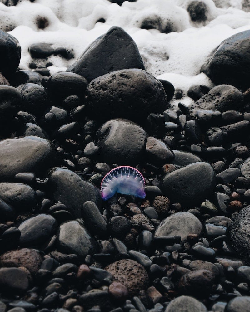 Are there crocodiles in New Zealand? & Dangerous Animals 6 man o war jellyfish