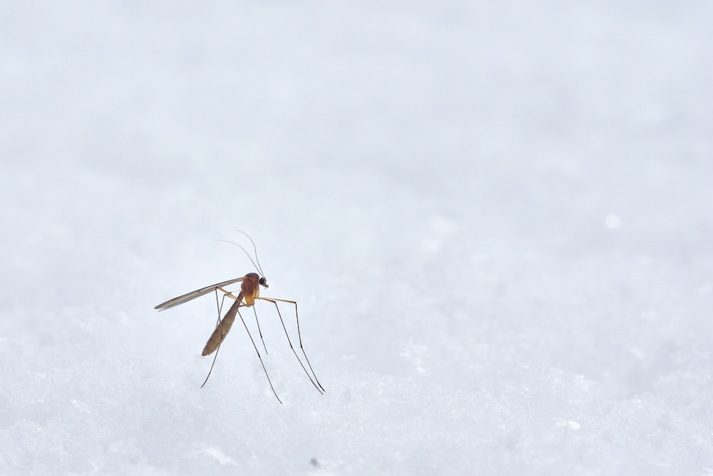 Are there crocodiles in New Zealand? & Dangerous Animals 13 mosquito
