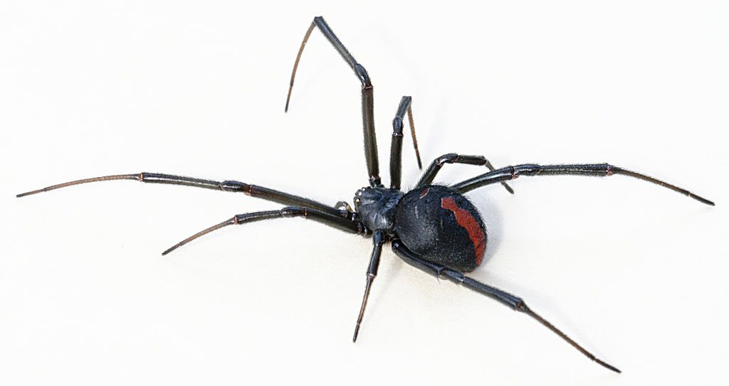Are there crocodiles in New Zealand? & Dangerous Animals 5 redback spider
