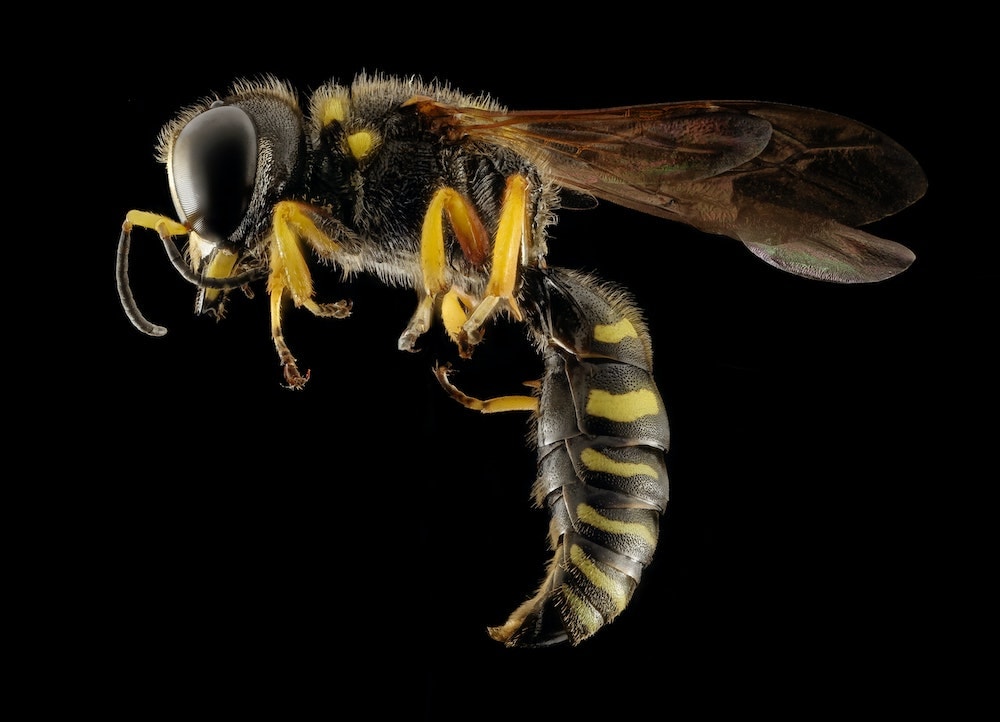Are there crocodiles in New Zealand? & Dangerous Animals 10 wasp