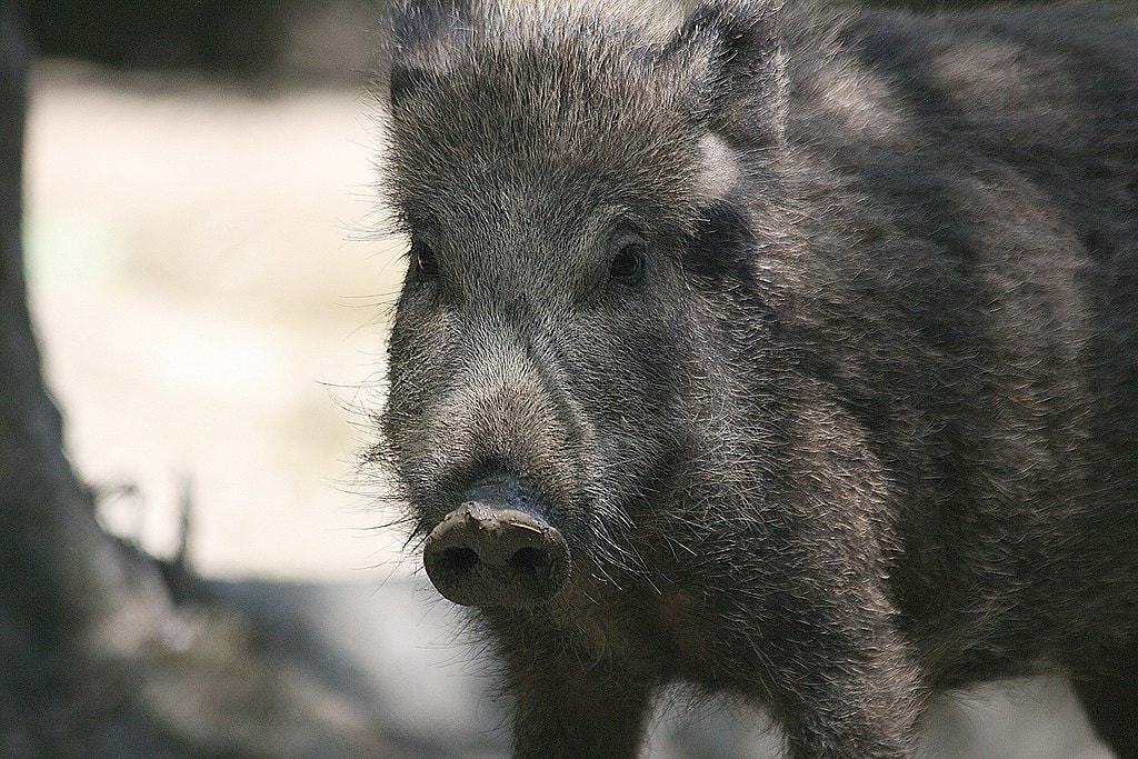 Are there crocodiles in New Zealand? & Dangerous Animals 12 wild boar new zealand