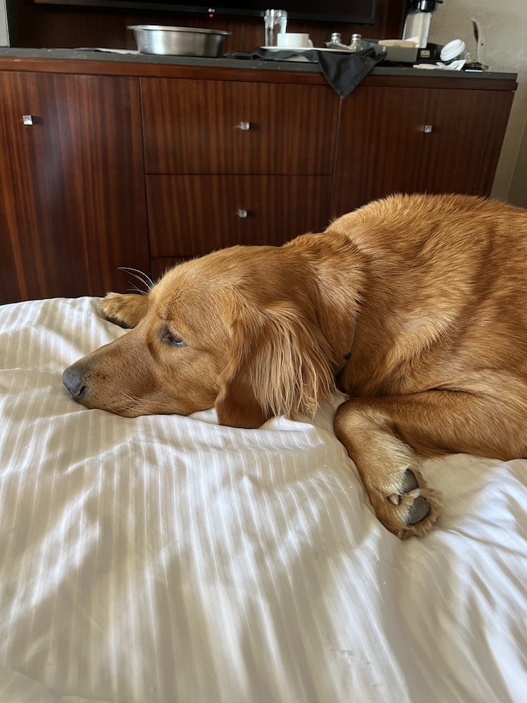 3 Best Halifax Hotels with Waterslides Locals Love 7 Golden retriever on a Halifax hotel bed