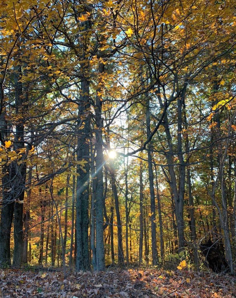 23 Pros and Cons of Living in Nashville in 2024 4 Close-up of a forest with fall foliage and the sun peeking through the trees - there's plenty of opportunity for hikes when living in Nashville.