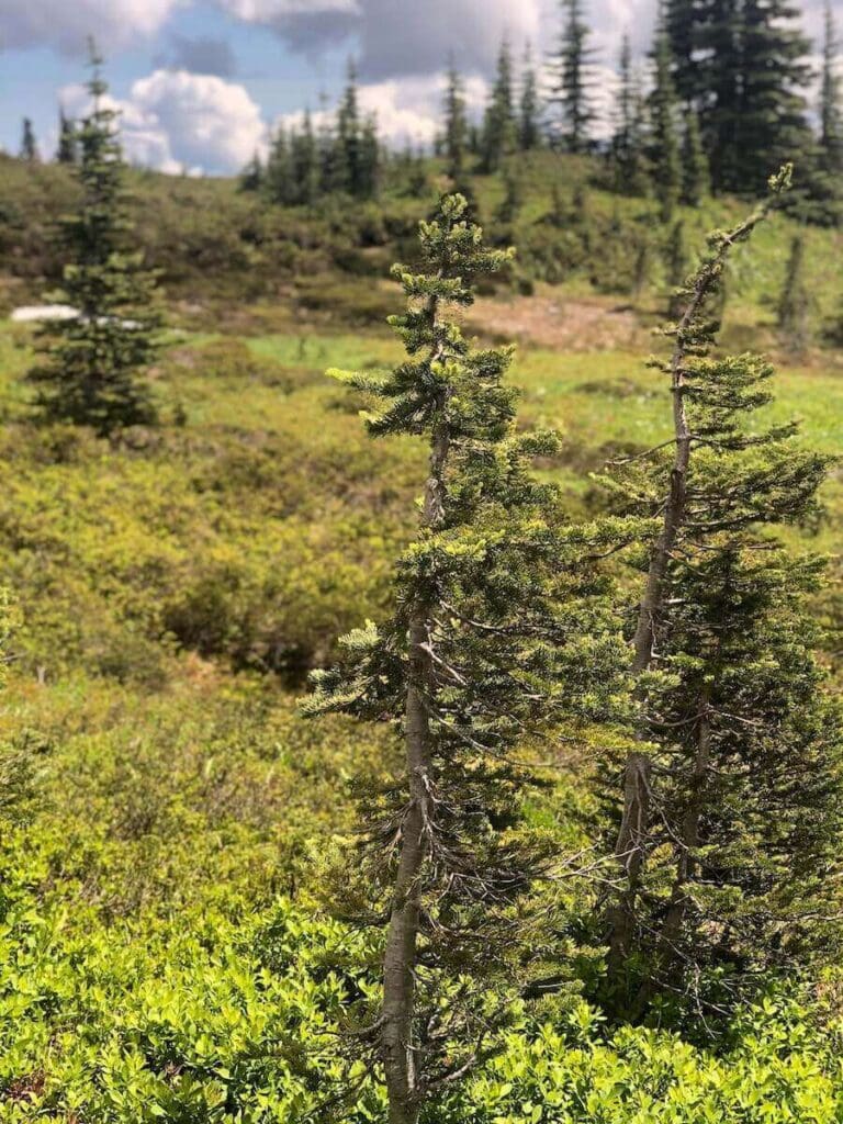 23 Pros and Cons of Living in Washington State in 2024 4 A beautiful green field filled with green trees in Washington State - there's lots of hiking to do when you're living in Washington State.