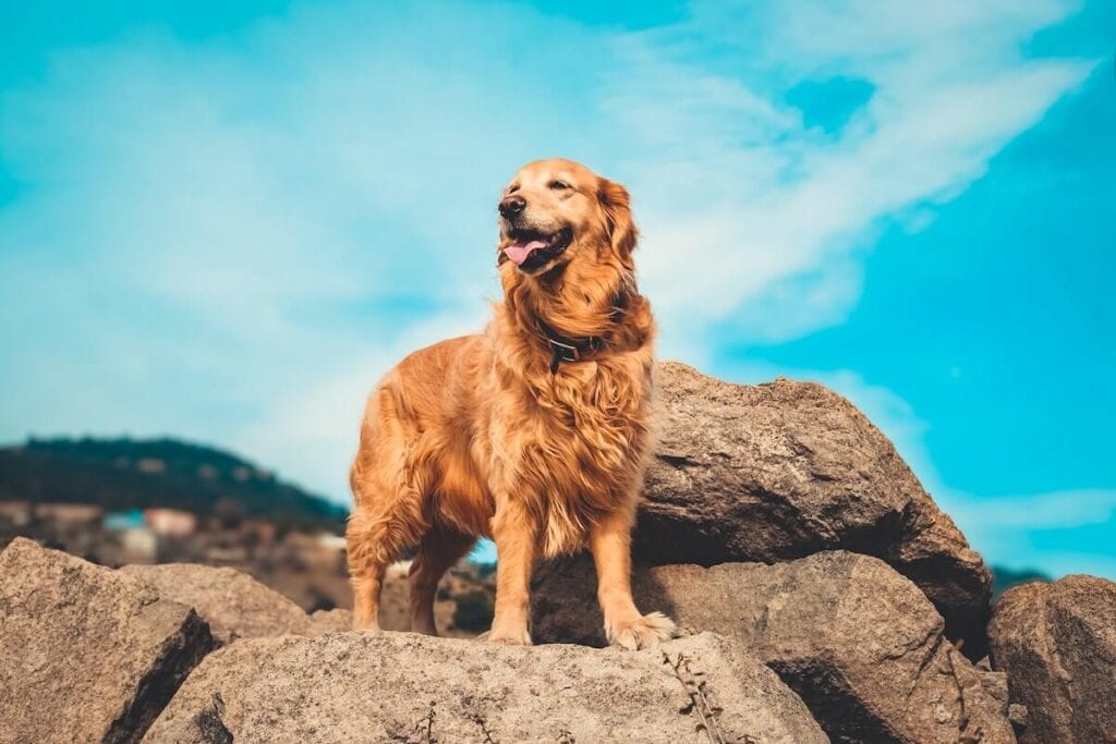 19 Pros and Cons of Living in Montana in 2024 4 A golden retriever wearing a gray collar is standing on a huge rock in Montana under the blue skies.