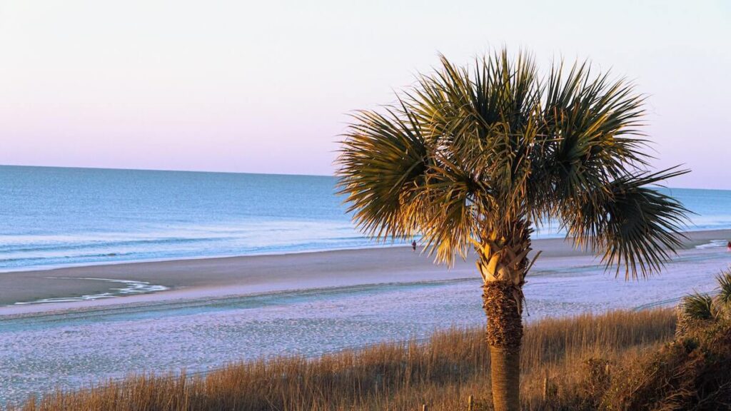 27 Pros and Cons of Living in South Carolina in 2024 4 A palm tree is near a beach on a calm sunny day in South Carolina.