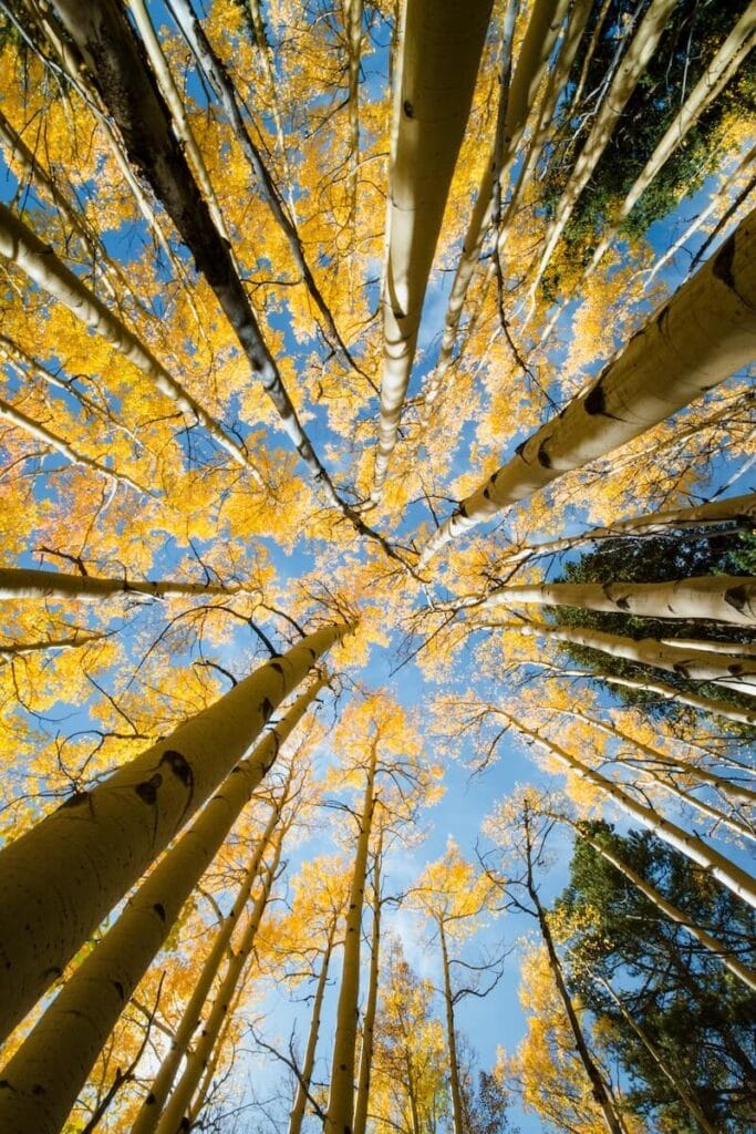 19 Pros and Cons of Living in Colorado in 2024 1 Tall trees with yellow leaves in Colorado under blue skies.