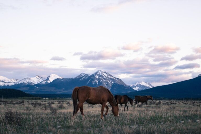 Best Horseback Riding in Canada: The 8 Best Trails 10 Horseback Riding In Canada