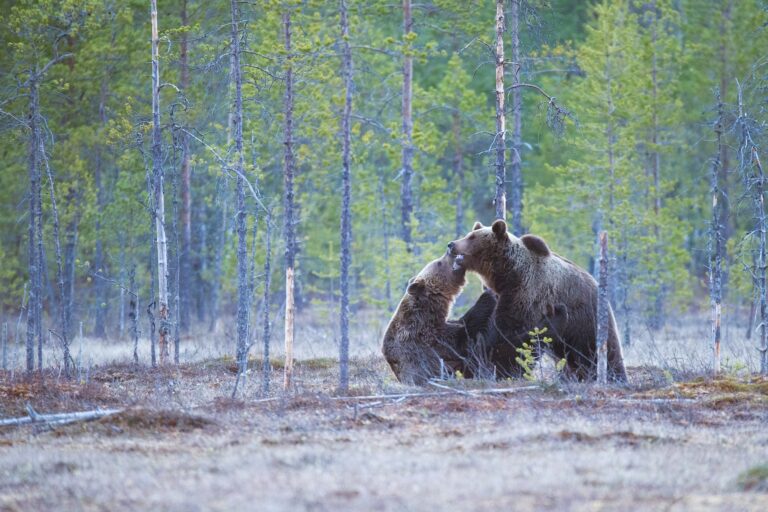 6 Best Grizzly Bear Tours in Vancouver Island 2024 6 Grizzly Bear Tours Vancouver Island