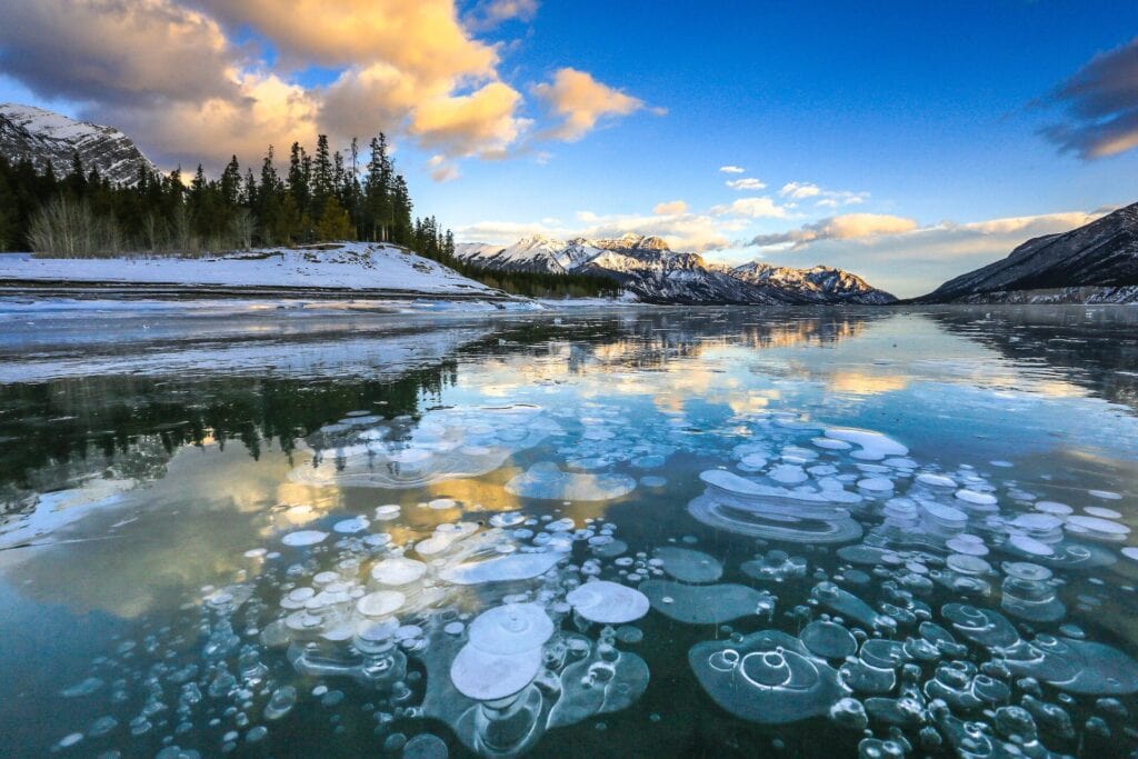 12 Best Jasper Helicopter Tours (2024) 8 An icy lake near a snow-covered forest with green trees under a blue sky. This is in Abraham Lake one of the stops in the Canadian Rockies Helicopter Tour in Jasper.
