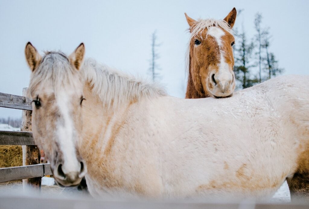 Best Horseback Riding in Canada: The 8 Best Trails 12 White and brown horse near a fence on snow-covered ground