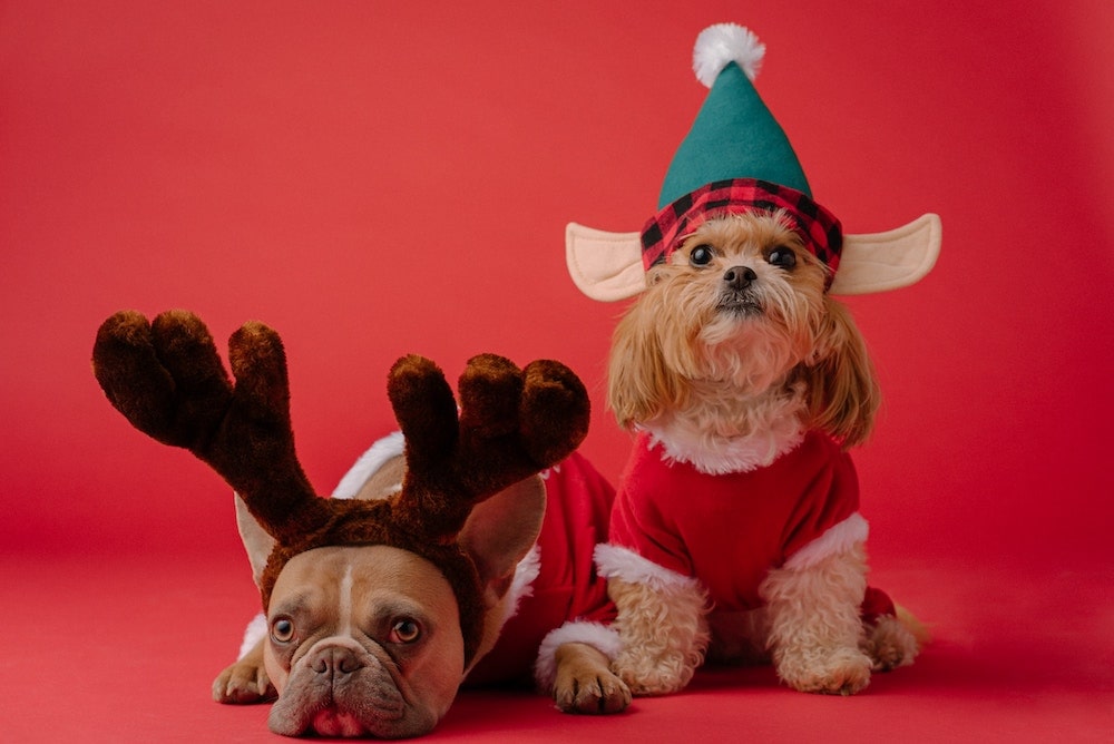 What is Santa called in Canada? 3 Two dogs on a red background both dressed in a red outfit with the white fluffy lining. One has reindeer antlers on and one has elf ears on.