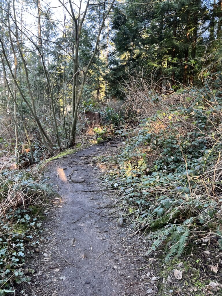 23 Best Things to Do in Deep Cove, BC 2024 9 Deep Cove Park muddy trail after a rainy day with ferns and trees around the path.