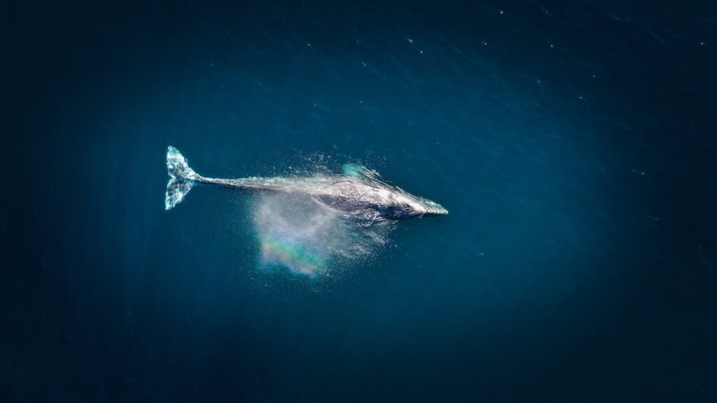 Whale Watching in Quebec: 9 Best Tours in 2024 10 A photo of a huge whale swimming in the ocean, taken from above. Different types of whales can be seen in the best tours for whale watching in quebec