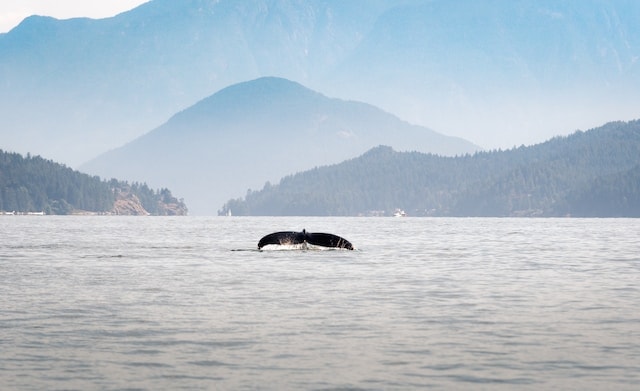 3 Best Whale Watching Tours In Tofino 1 A photo of a tail of a humpback whale diving in the middle of the ocean. These types of whales can be seen in the best whale watching tours in Tofino