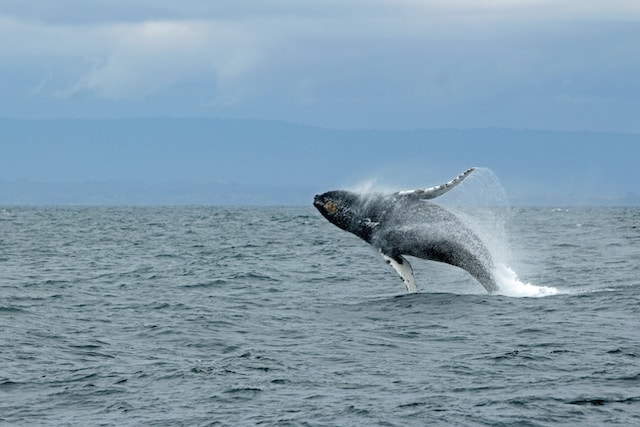 3 Best Whale Watching Tours In Tofino 3 A photo of a whale jumping out of the water. Catch these wonderful sights at one of the best Whale Watching Tours in Tofino