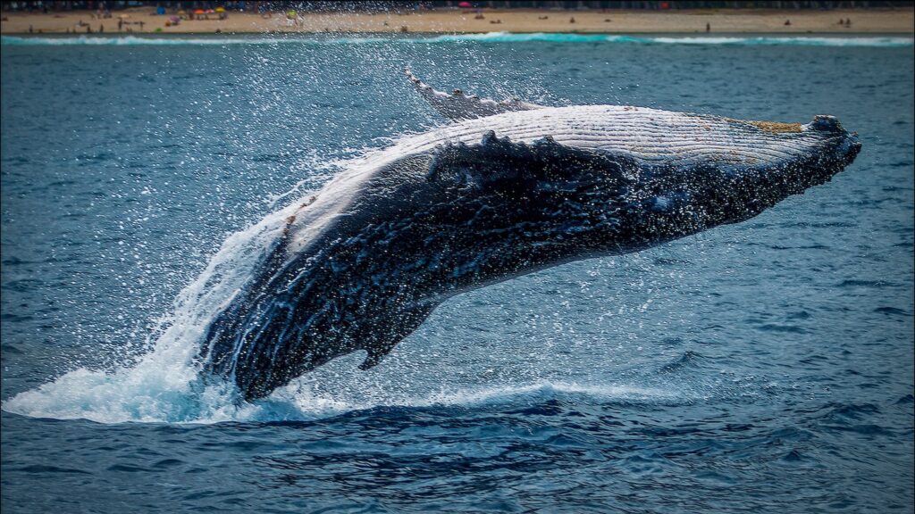 Whale Watching in Quebec: 9 Best Tours in 2024 3 A photo of a large whale jumping out of the ocean during daytime. This is in Tadoussac Whale Watching Cruise.