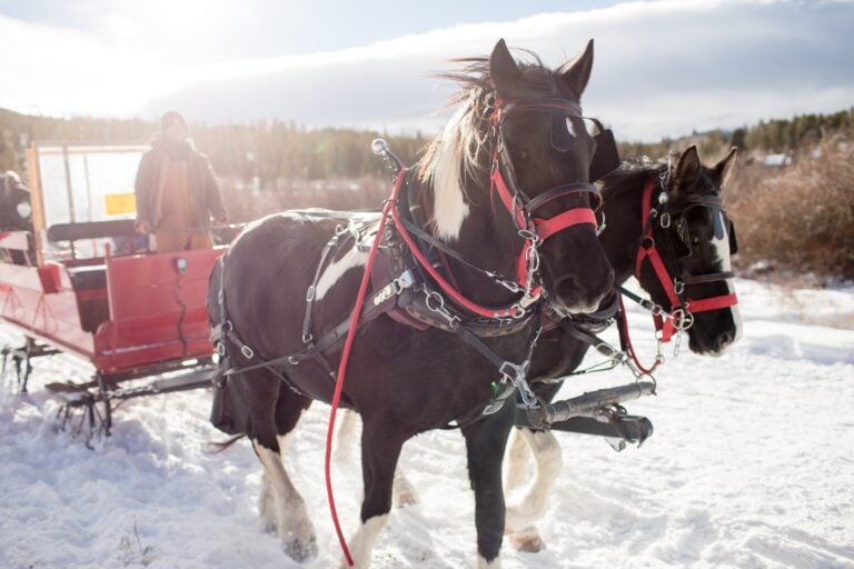 Horseback Riding in Alberta: Best Tours & Trails (2024) 8 Horseback Riding in Alberta: Best Tours & Trails (2024)