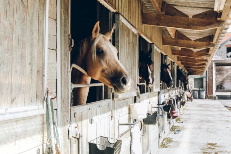 9 Exciting Banff Horseback Riding Tours (2024 Guide) 5 9 Exciting Banff Horseback Riding Tours (2024 Guide)