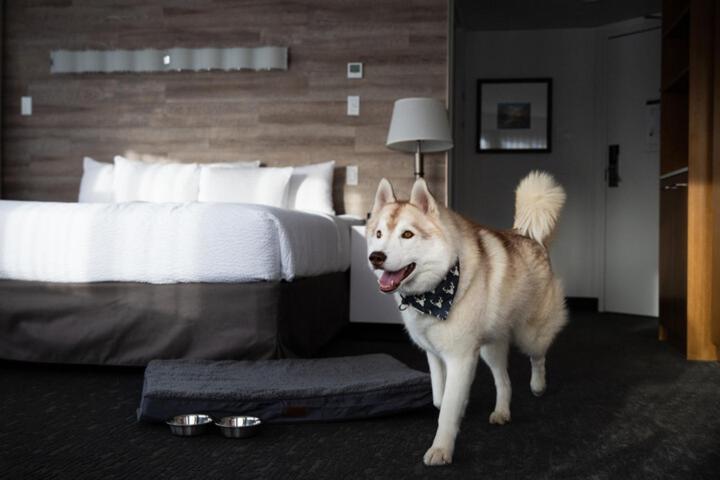 Where to Stay in Banff National Park: 18 Best Hotels (2024) 11 A large husky walking inside a room with black carpets and wooden walls. A bed with white sheets can also be seen beside the dog. This is in Alk + Avenue Hotel in Banff national Park, a pet friendly hotel.