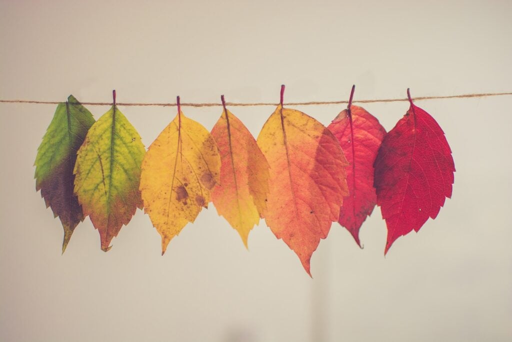 27 Pros and Cons of Living in Tennessee in 2024 9 Leaves with different colors from green to dark orange hanging on a string. In Tennessee you can enjoy all the four seasons without any extremes.