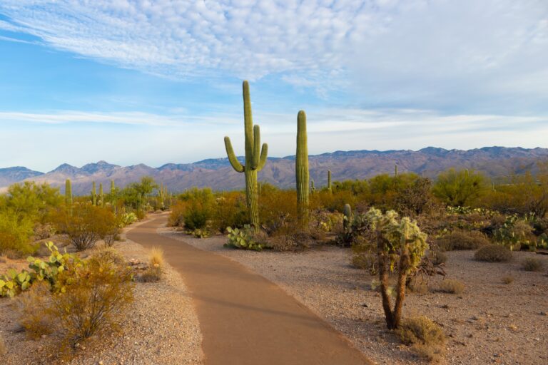 23 Pros and Cons of Living in Arizona in 2024 3 green cactus during daytime in Saguaro National Park in Arizona