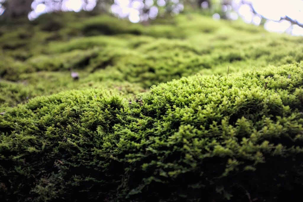 23 Amazing Hiking Trails on Manitoulin Island, Ontario 6 green moss on black soil on Manitoulin Island