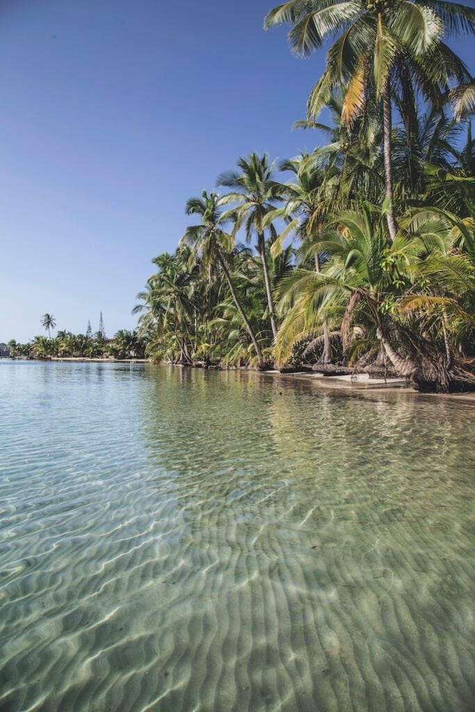 35 Pros And Cons Of Living In Panama In 2024 6 green coconut trees on sea water under blue sky during daytime