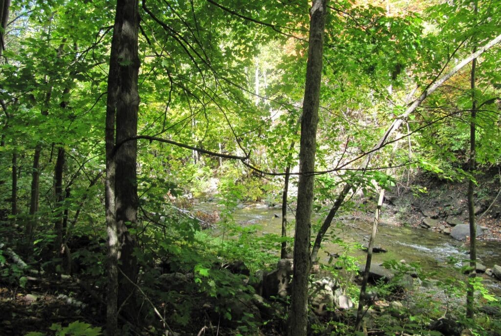 23 Amazing Hiking Trails on Manitoulin Island, Ontario 3 a stream running through a lush green forest on Manitoulin Island